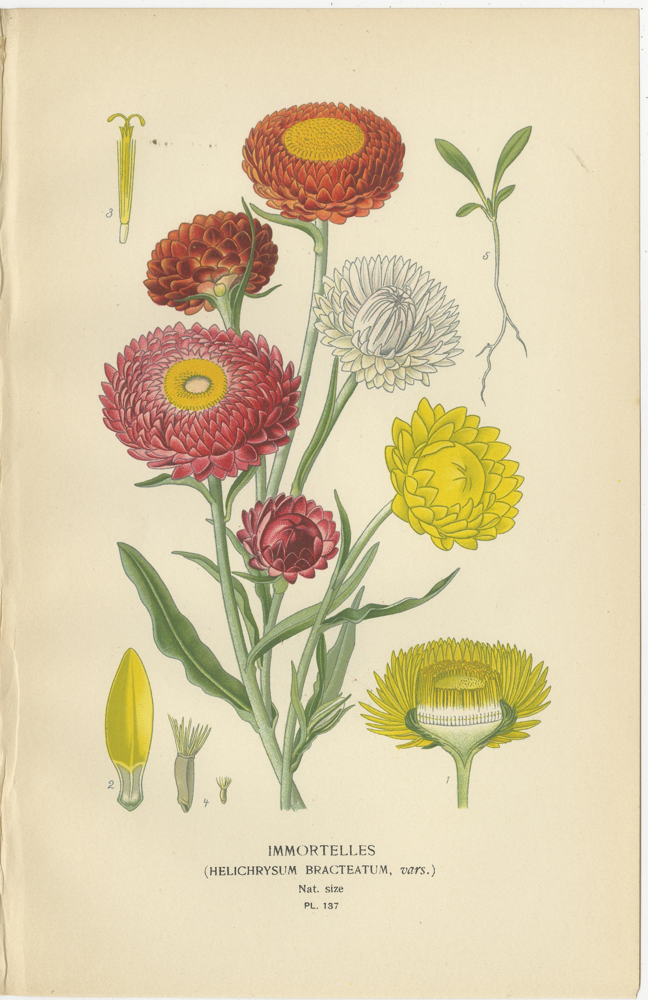 Trio of Antique Botanical Prints: Immortelles, Youth and Age & Silver-Leaved Sunflower  

This radiant trio of antique botanical prints highlights 