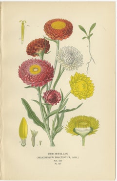 Antique Botanical Prints Trio: Immortelles, Youth and Age, Sunflower, 1897