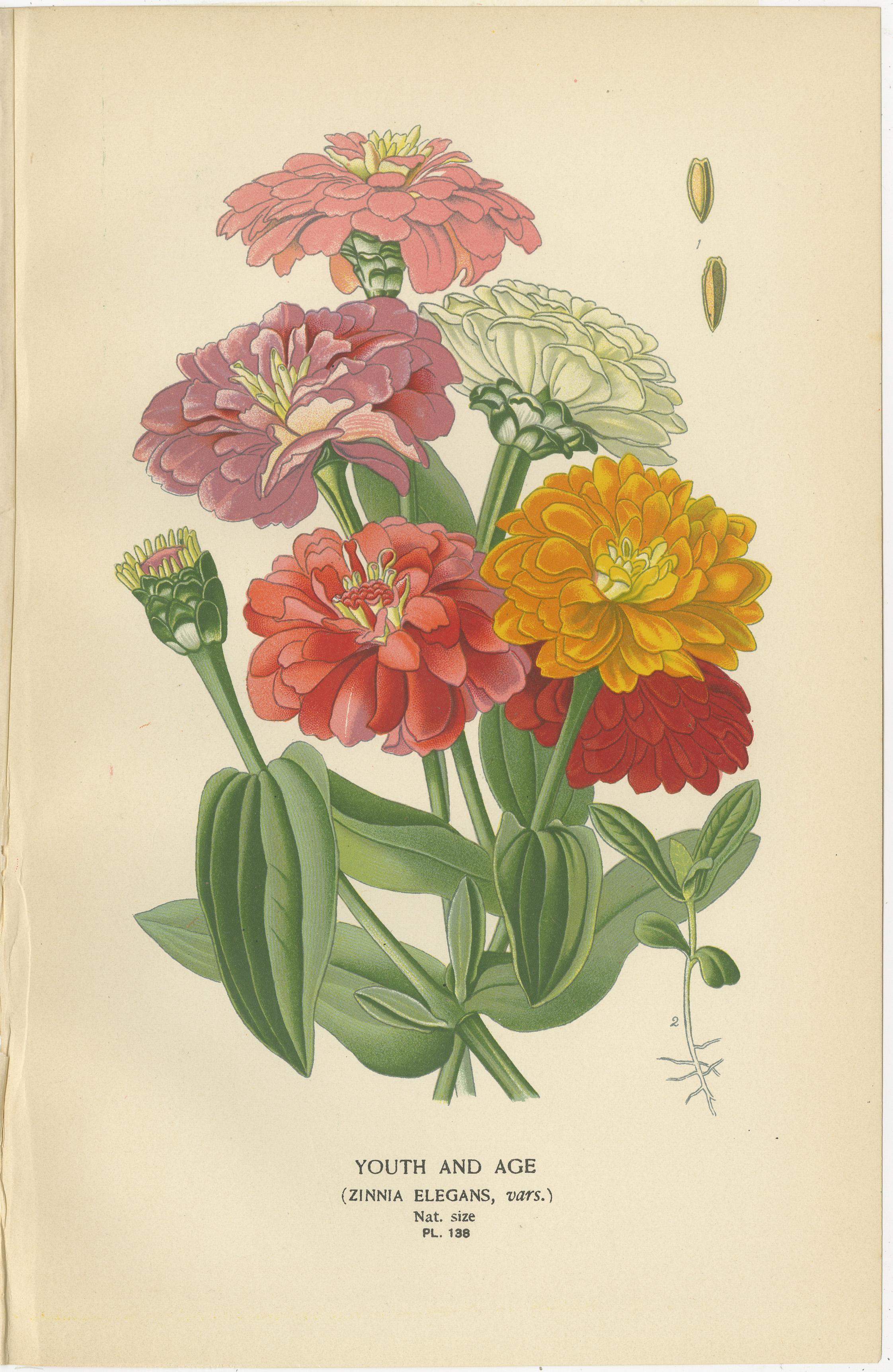 Antique Botanical Prints: Immortelles, Youth and Age & Silver-Leaved Sunflower In Good Condition For Sale In Langweer, NL