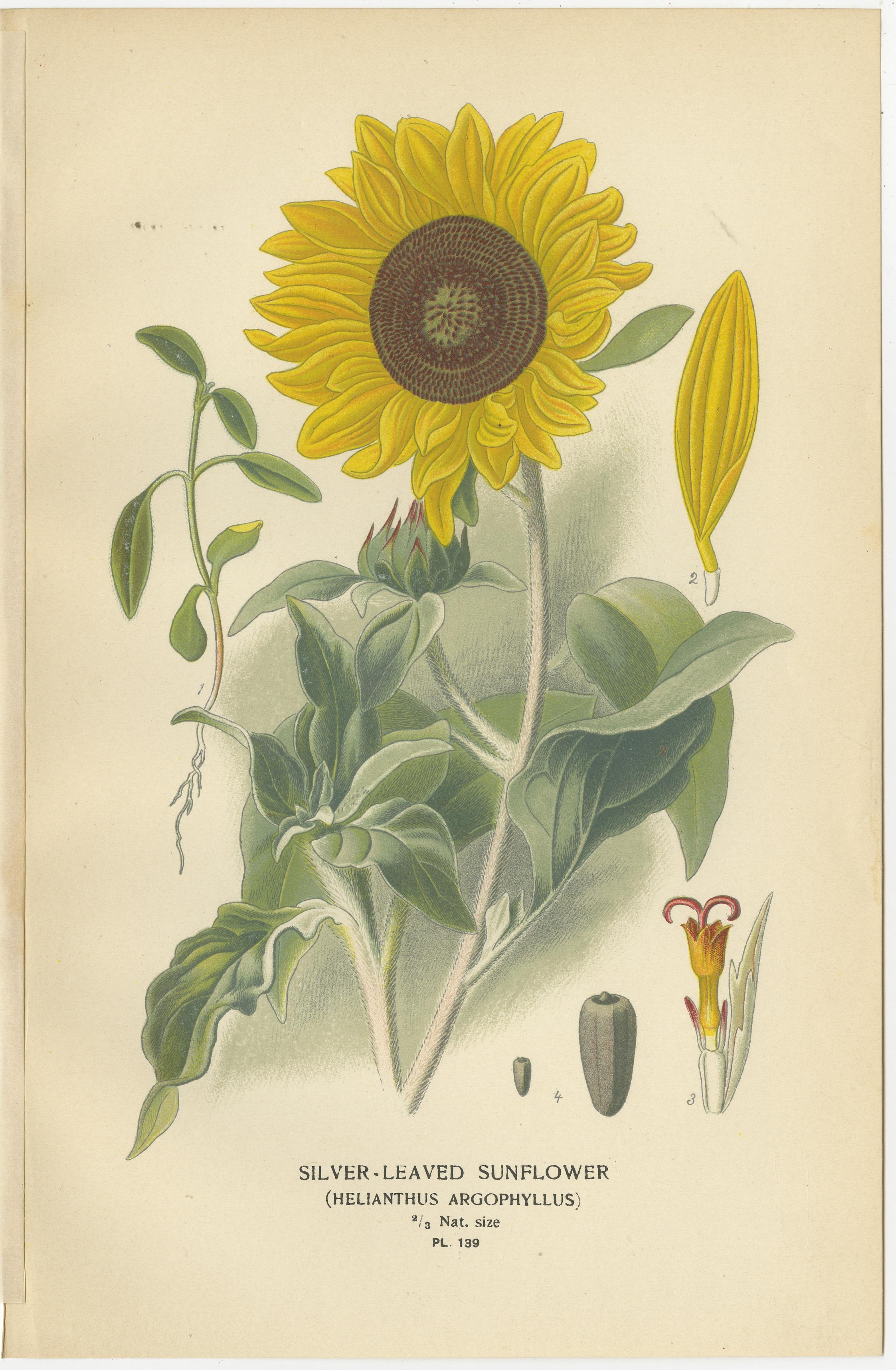 Late 19th Century Antique Botanical Prints: Immortelles, Youth and Age & Silver-Leaved Sunflower For Sale