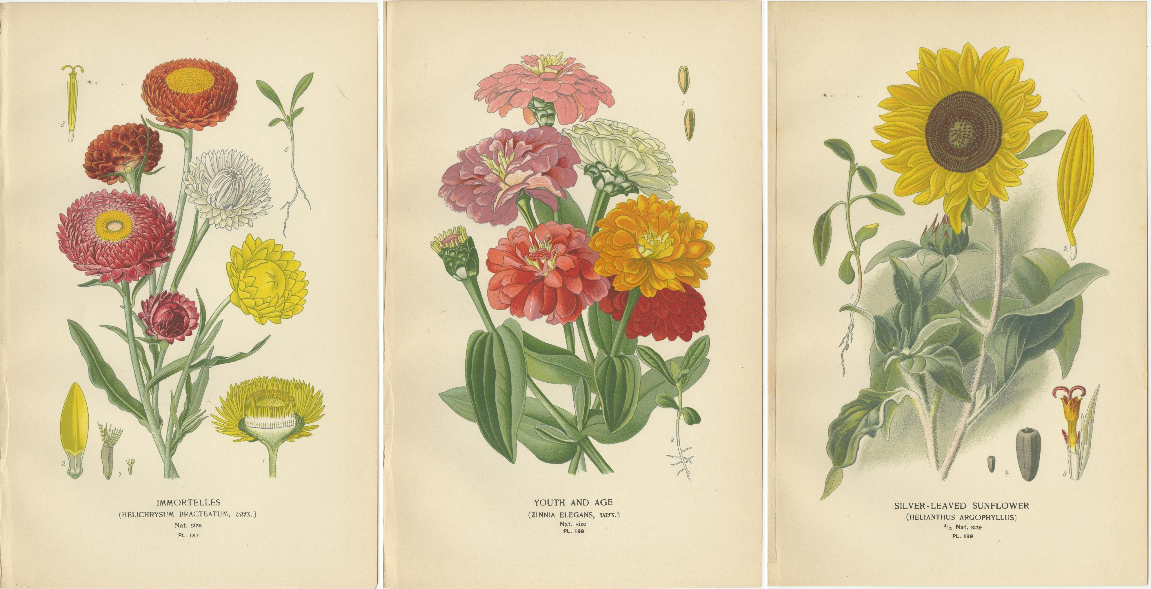 Paper Antique Botanical Prints: Immortelles, Youth and Age & Silver-Leaved Sunflower For Sale