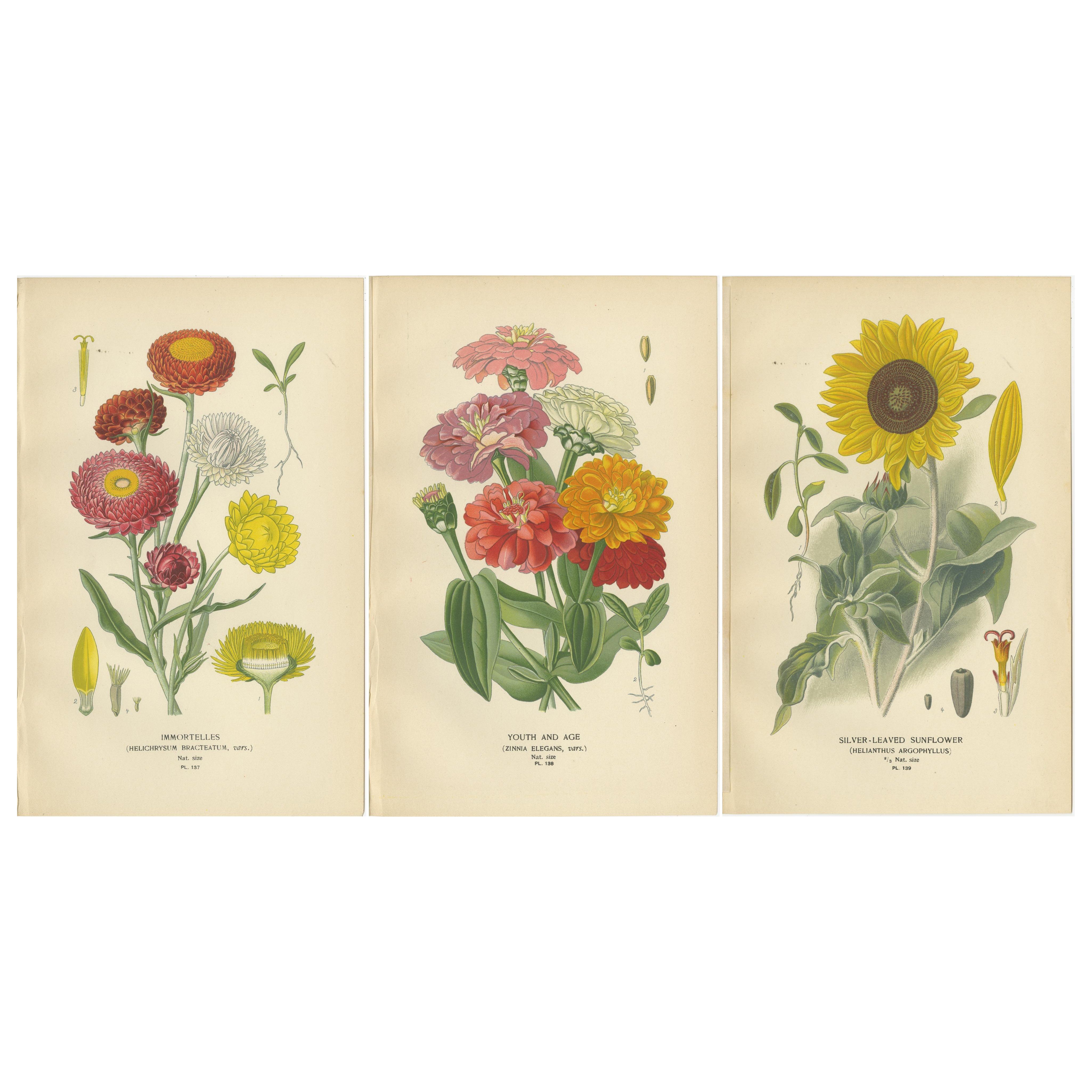 Antiquités botaniques : Immortelles, Jeunesse et âge & Tournesol à feuilles d'argent