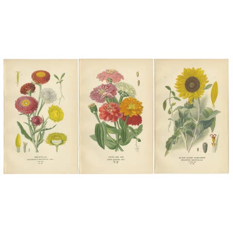 Antique Botanical Prints Trio: Immortelles, Youth and Age, Sunflower, 1897
