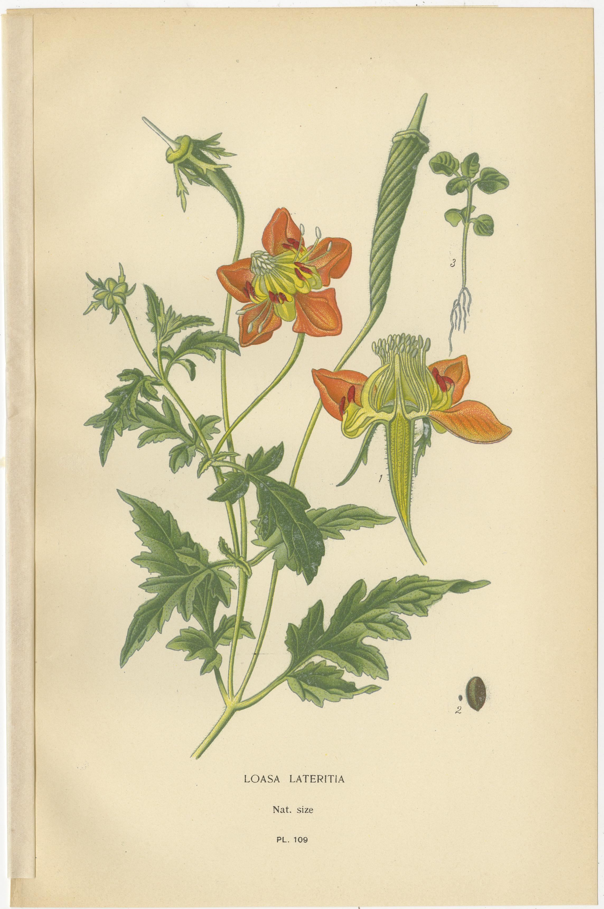 Trio antiker botanischer Drucke: Loasa Lateritia, Mentzelia Lindleyi & Passionsblume  
  
Dieses auffällige Set von antiken botanischen Drucken zeigt drei faszinierende Pflanzen: 
