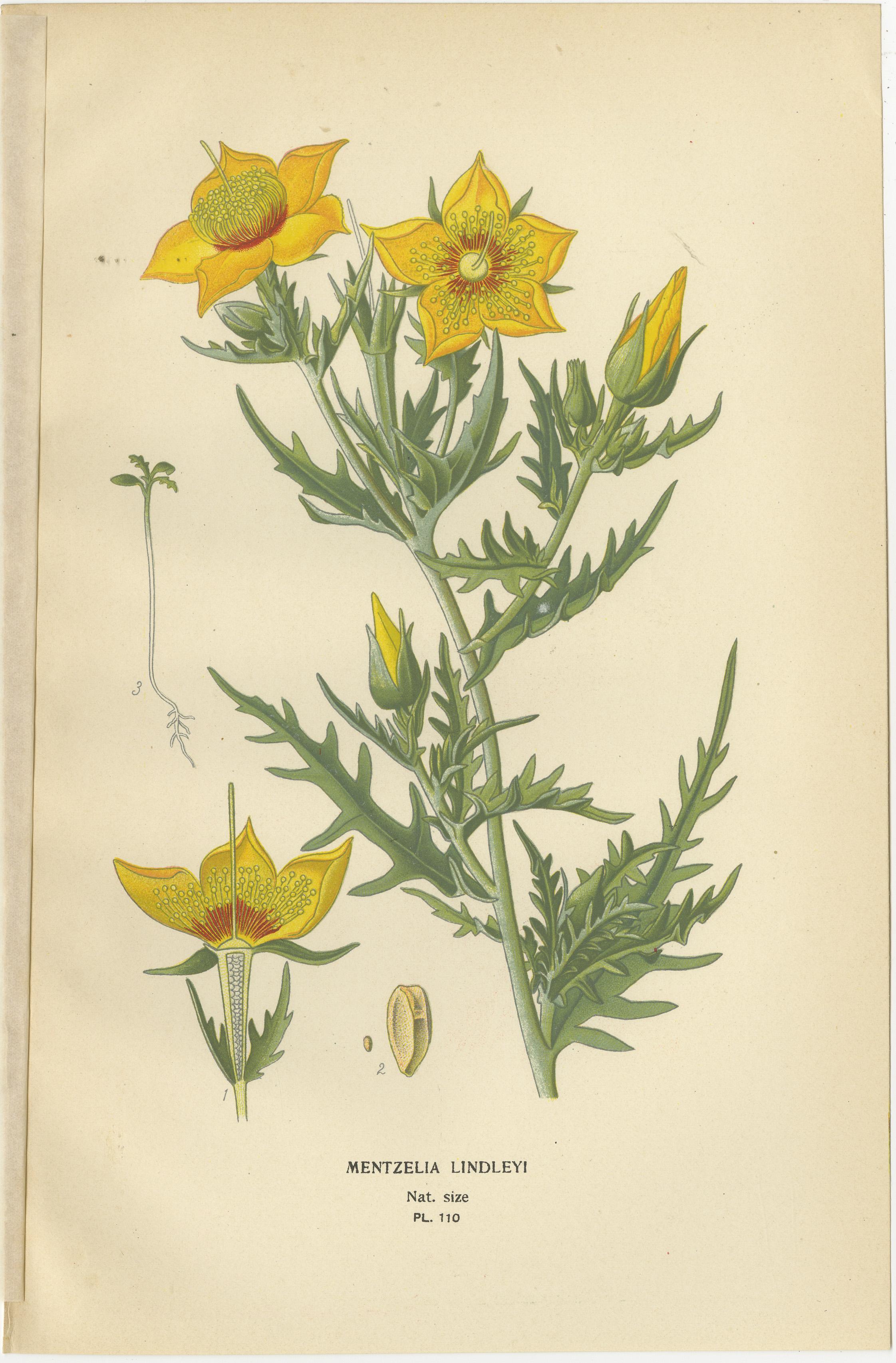 Antike botanische Drucke: Loasa Lateritia, Mentzelia Lindleyi & Passion-Flower im Zustand „Gut“ im Angebot in Langweer, NL