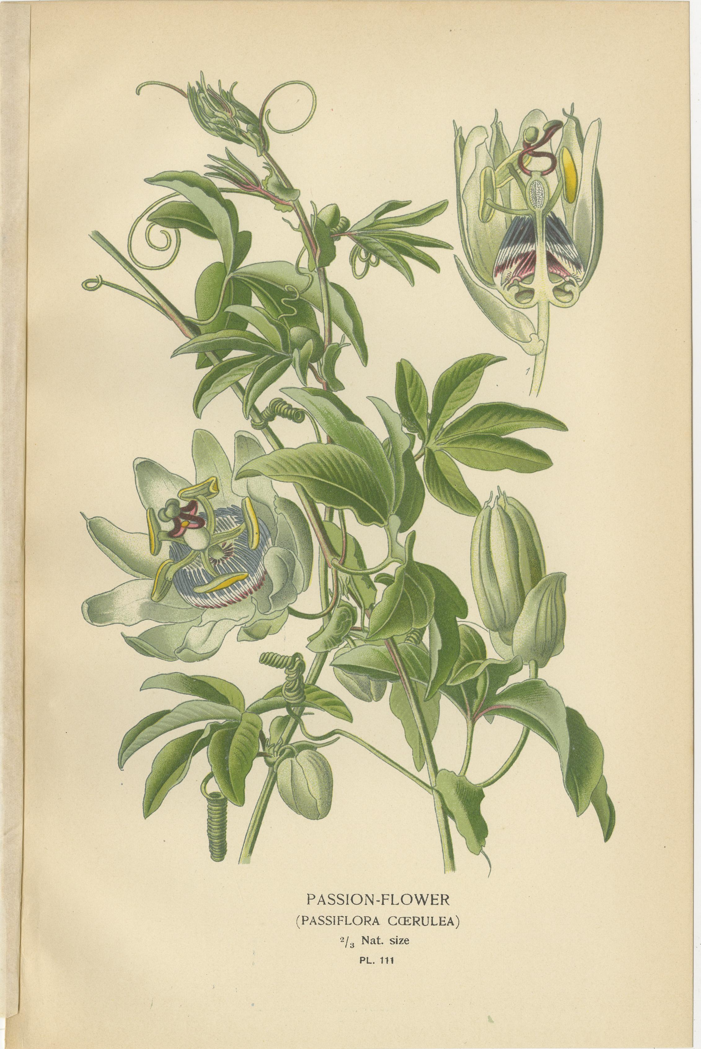 Antike botanische Drucke: Loasa Lateritia, Mentzelia Lindleyi & Passion-Flower (Spätes 19. Jahrhundert) im Angebot