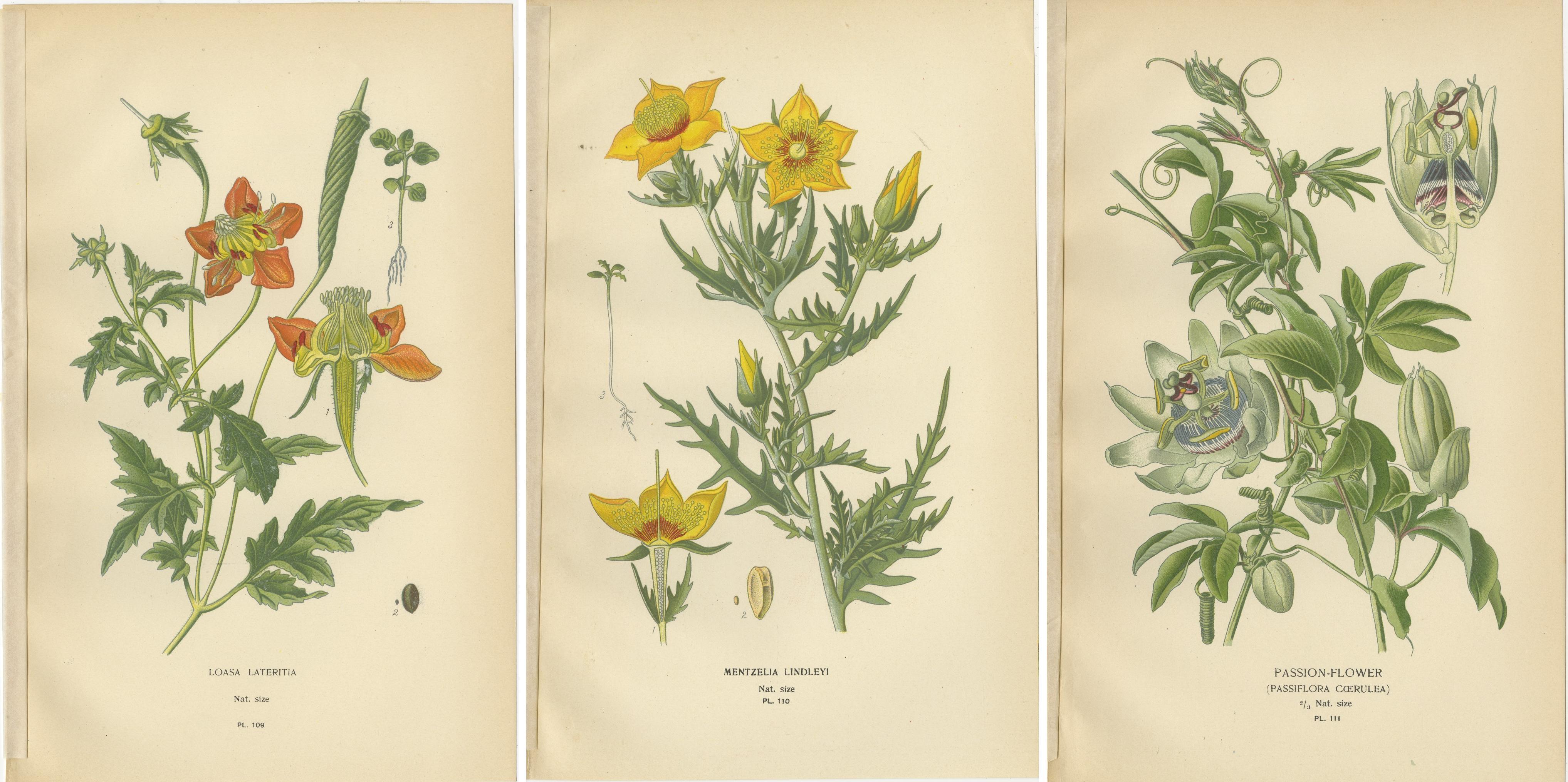 Antike botanische Drucke: Loasa Lateritia, Mentzelia Lindleyi & Passion-Flower (Papier) im Angebot