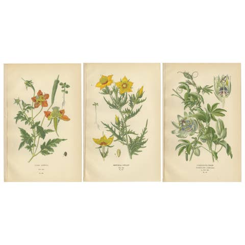 Antique Botanical Prints: Loasa Lateritia, Mentzelia Lindleyi & Passion-Flower