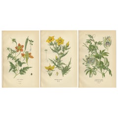 Impressions botaniques anciennes : Loasa Lateritia, Mentzelia Lindleyi et Passion-Flower