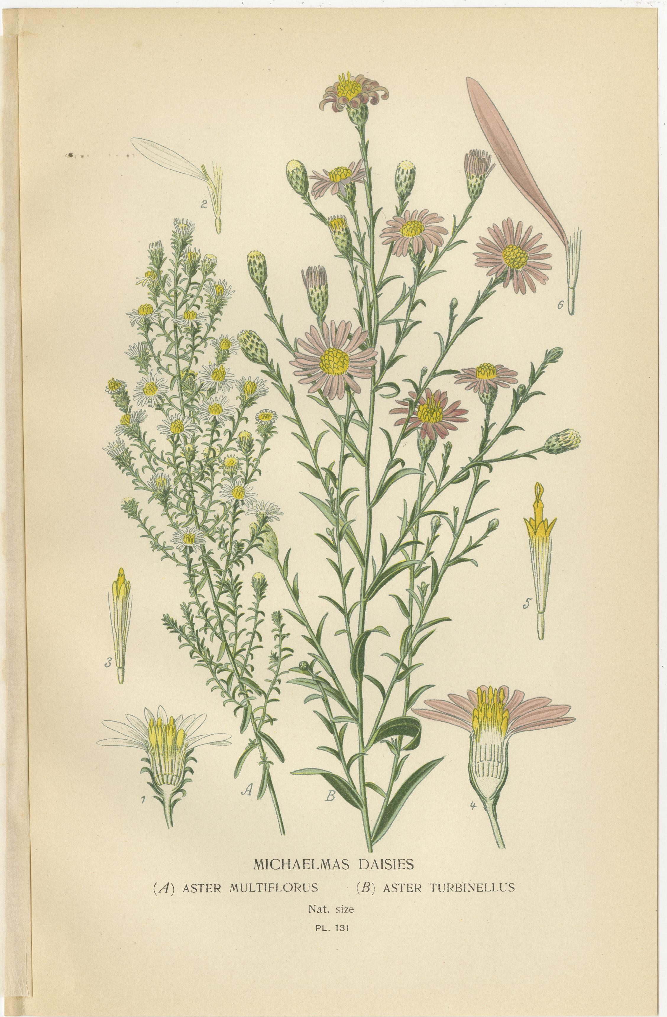 Trio von antiken Botanikdrucken: Michaelis-Gänseblümchen, Astern aus China &New England Astern  
  
Dieser beeindruckende Satz antiker botanischer Drucke zeigt 