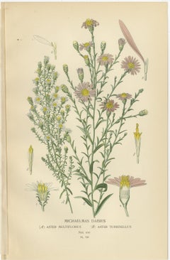 Antique Botanical Prints: Michaelmas Daisies, China Asters & New England Asters