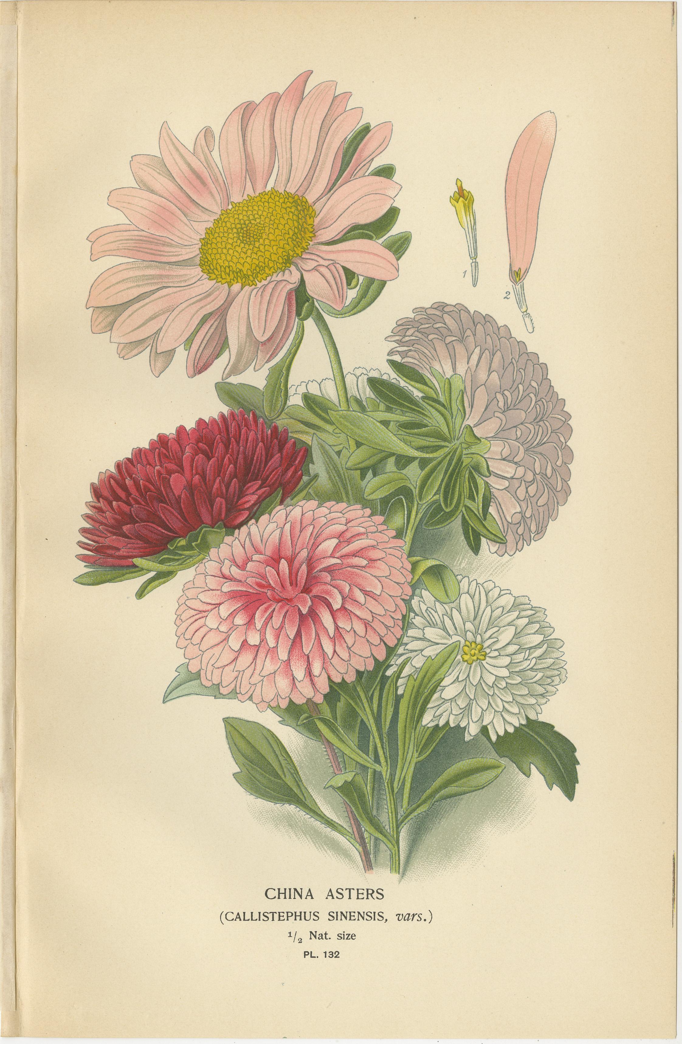 Antike botanische Drucke: Michaelmas Daisies, China Asters und New England Asters im Zustand „Gut“ im Angebot in Langweer, NL