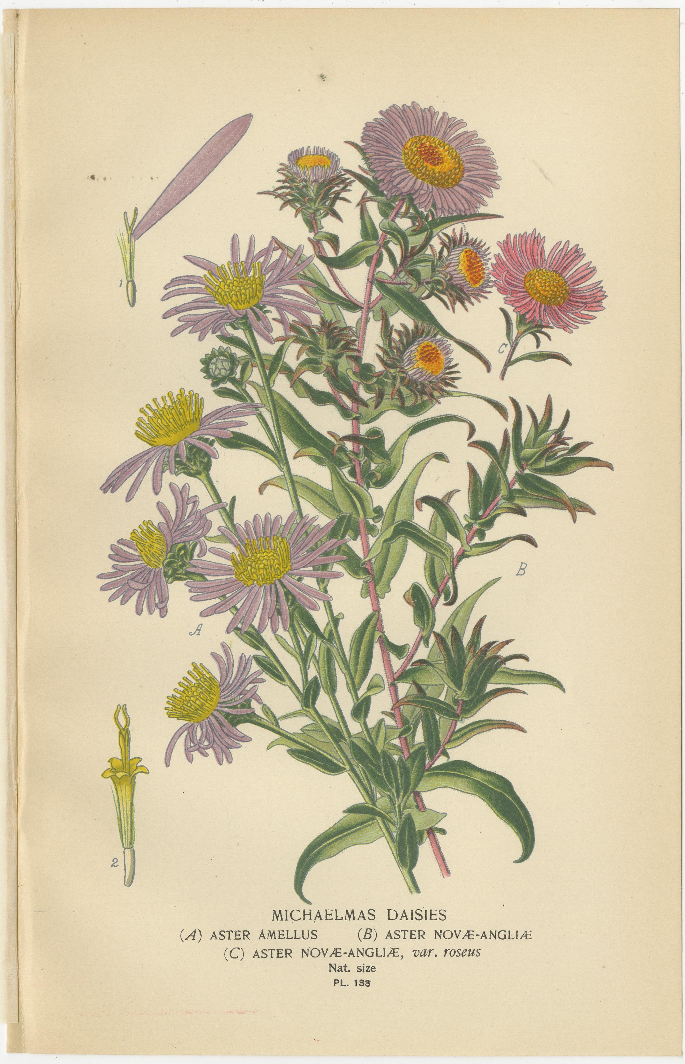 Antike botanische Drucke: Michaelmas Daisies, China Asters und New England Asters (Spätes 19. Jahrhundert) im Angebot