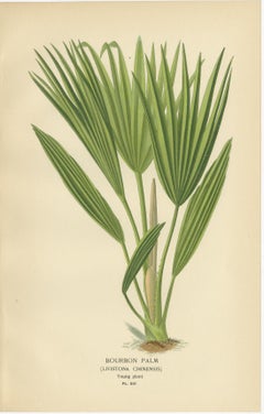 Antique Botanical Prints of Bourbon Palm, Cocos Weddeliana & Screw-Pine – c.1897