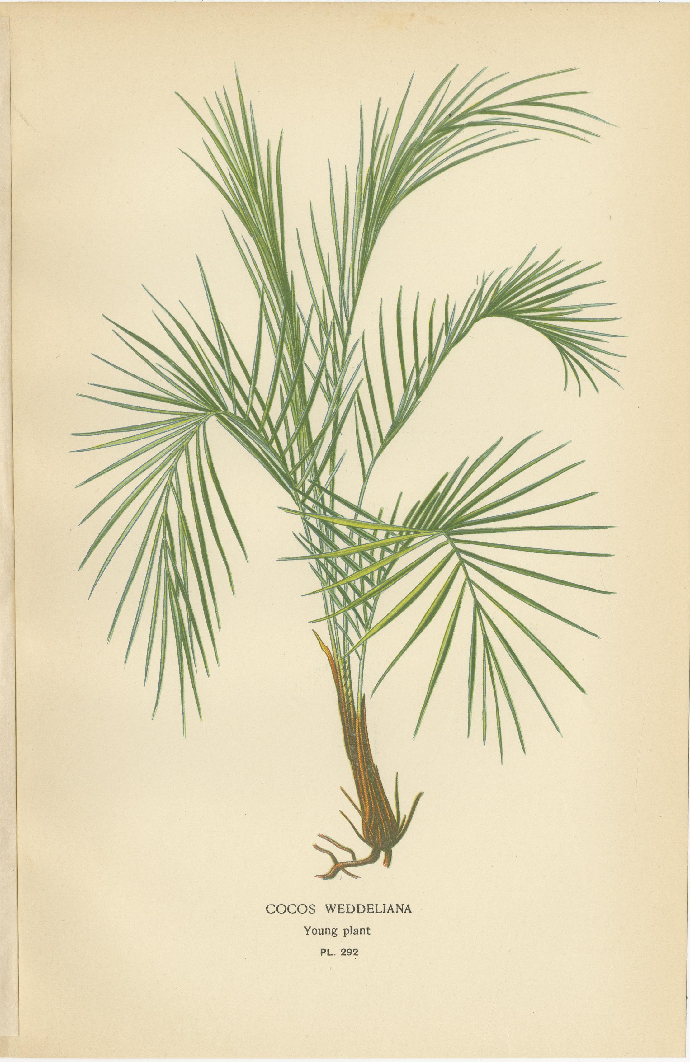Grabados Botánicos Antiguos de Palma Bourbon, Cocos Weddeliana y Pino Tornillo - c.1897 Inglés en venta