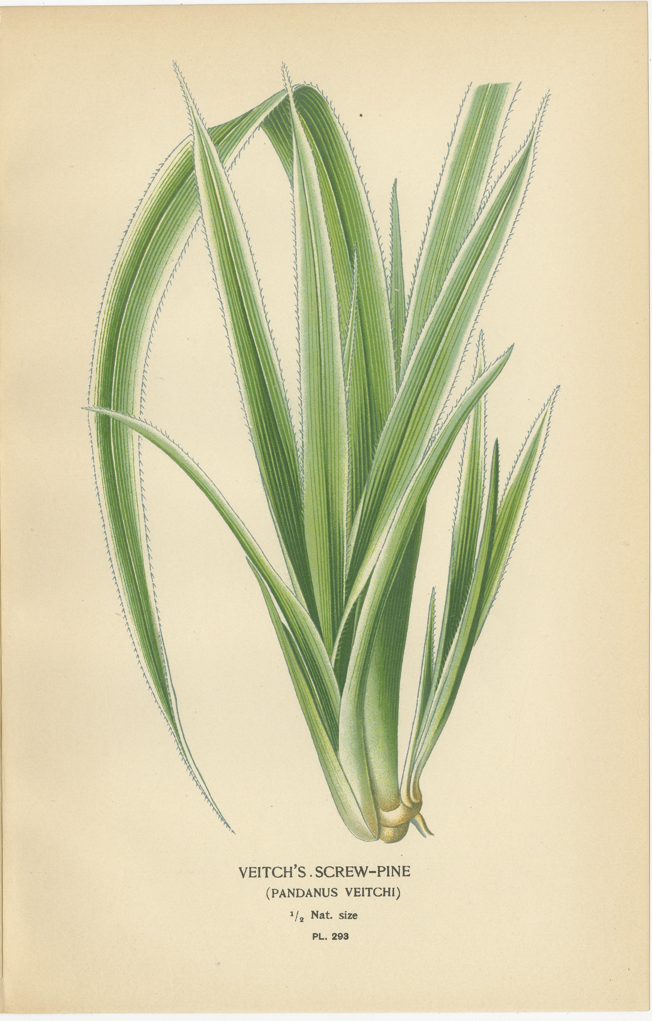 Grabados Botánicos Antiguos de Palma Bourbon, Cocos Weddeliana y Pino Tornillo - c.1897 en Bueno estado para la venta en Langweer, NL