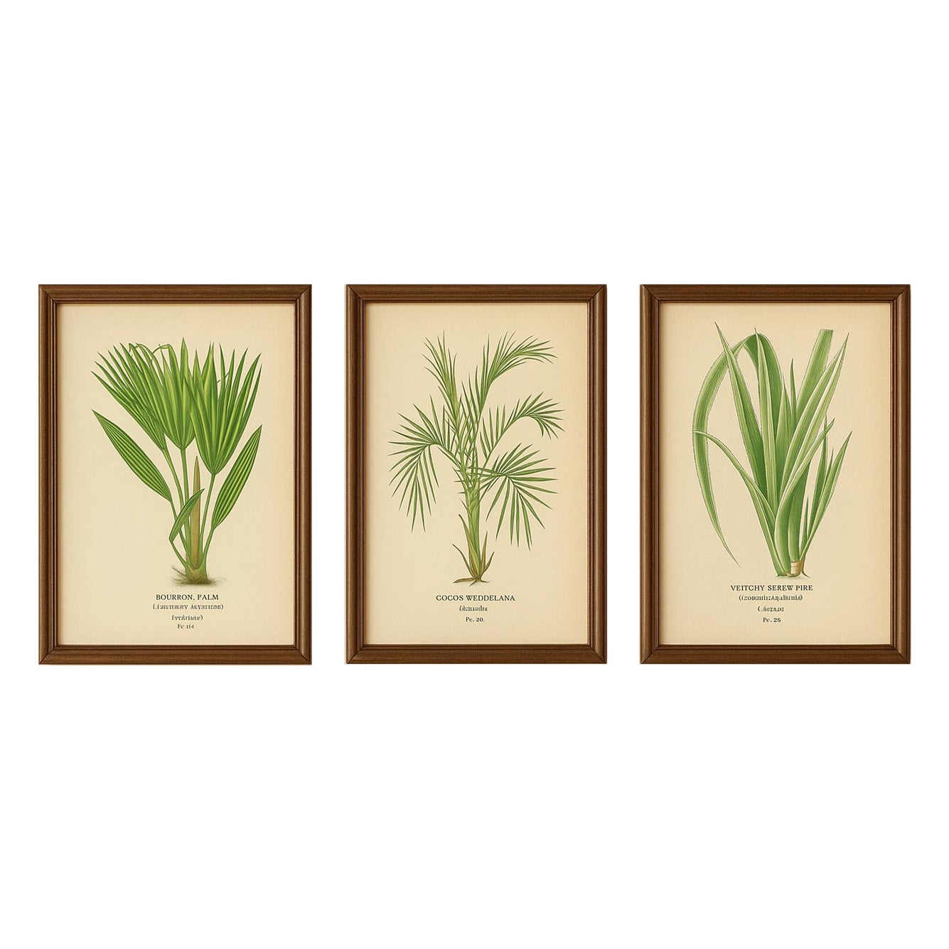 Stampe botaniche antiche di Palma Bourbon, Cocos Weddeliana e Pino da Vinci - C.C. 1897