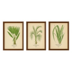 Stampe botaniche antiche di Palma Bourbon, Cocos Weddeliana e Pino da Vinci - C.C. 1897