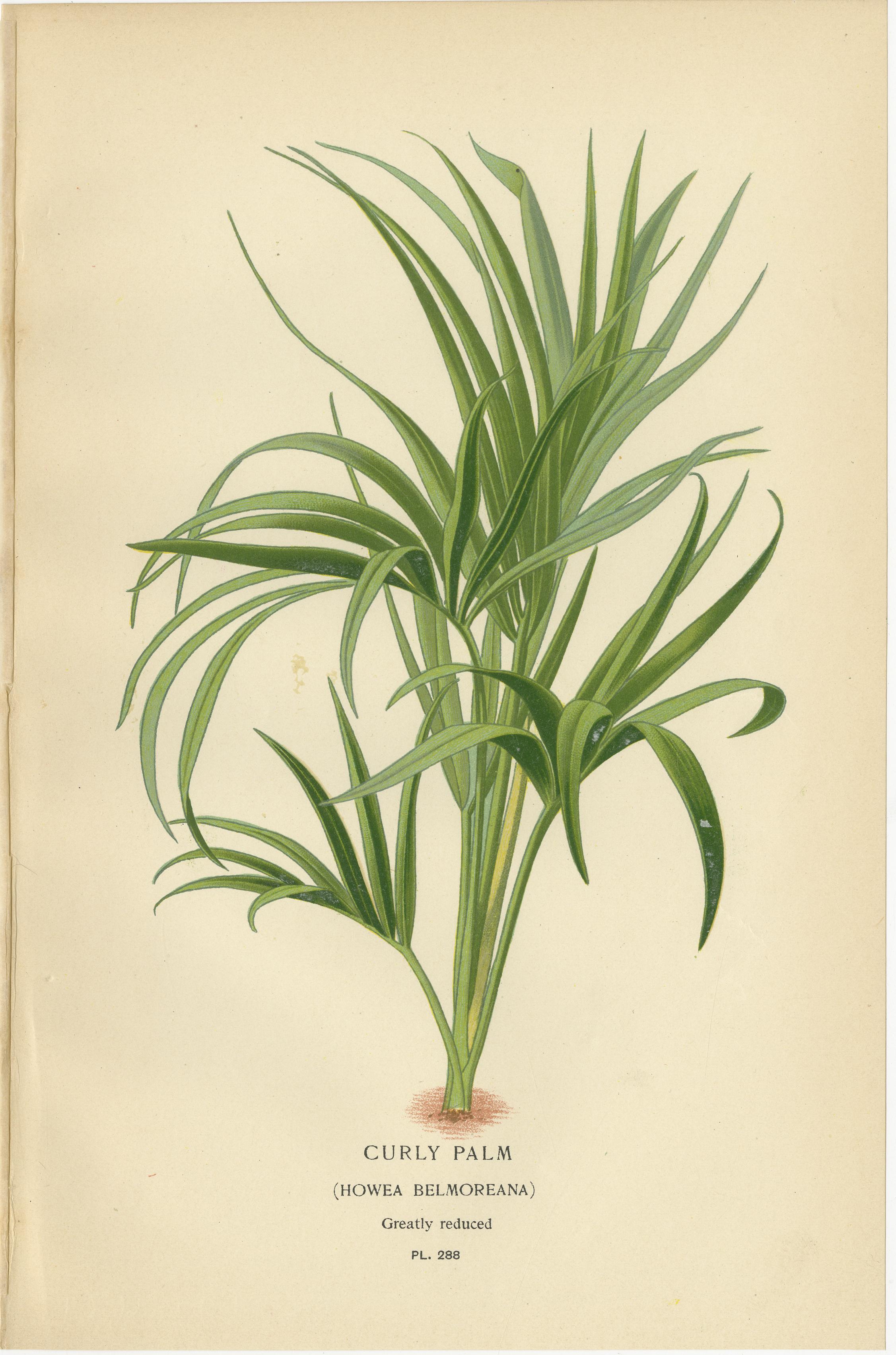 Stampe botaniche antiche di Palma riccia, Palma da dattero spinosa e Trachycarpus - 1897 ca.

Descrizione:
Un'eccezionale serie di tre stampe botaniche antiche che raffigurano eleganti specie di palme, prodotte intorno al 1897. Il set comprende la