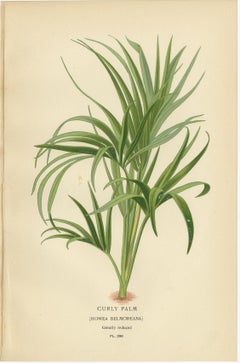 Antique Botanical Prints of Curly Palm, Spiny Date Palm & Trachycarpus – c.1897