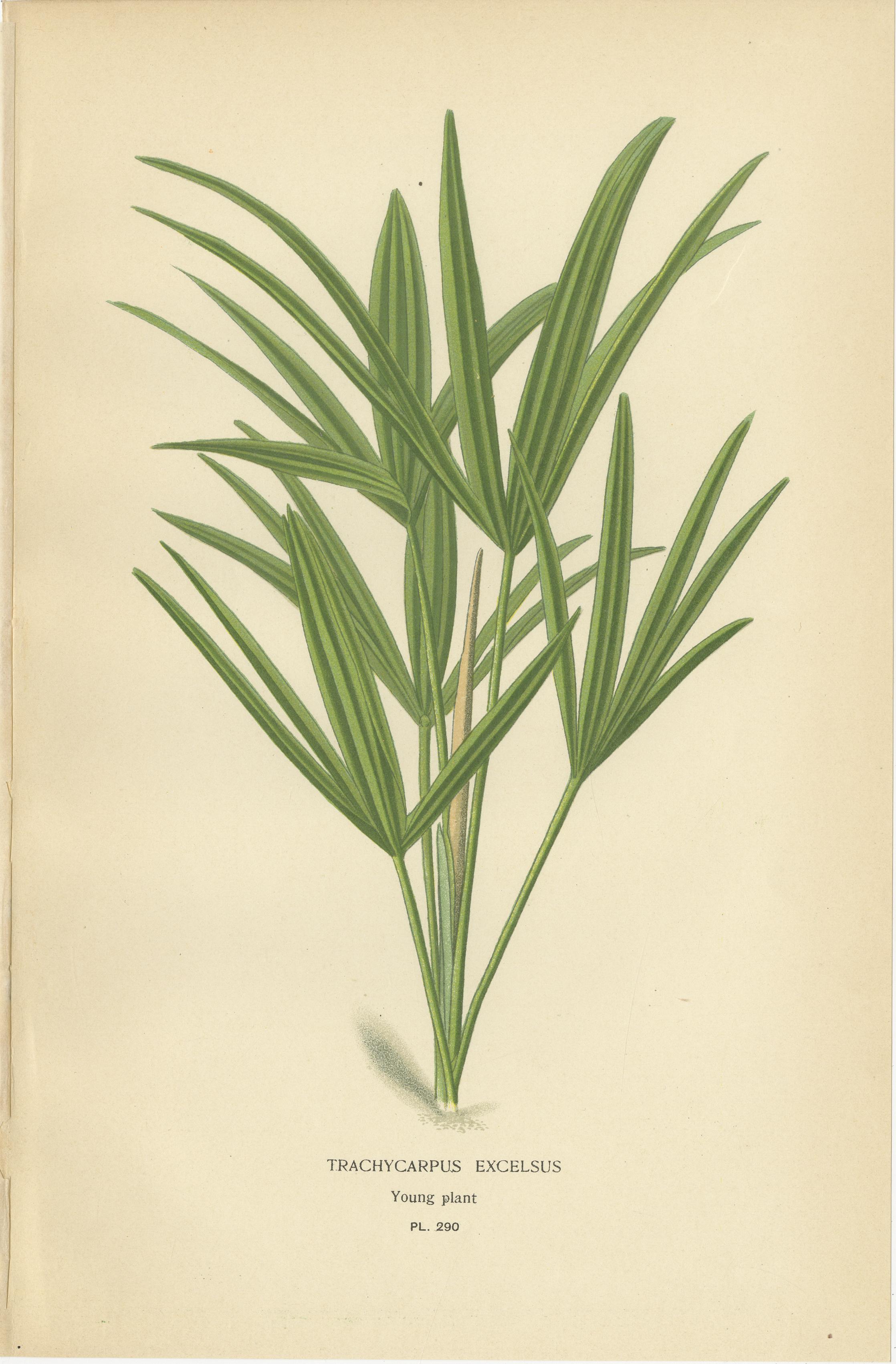 Stampe botaniche antiche di Palma riccia, Palma da dattero spinosa e Trachycarpus - 1897 ca. In condizioni buone in vendita a Langweer, NL