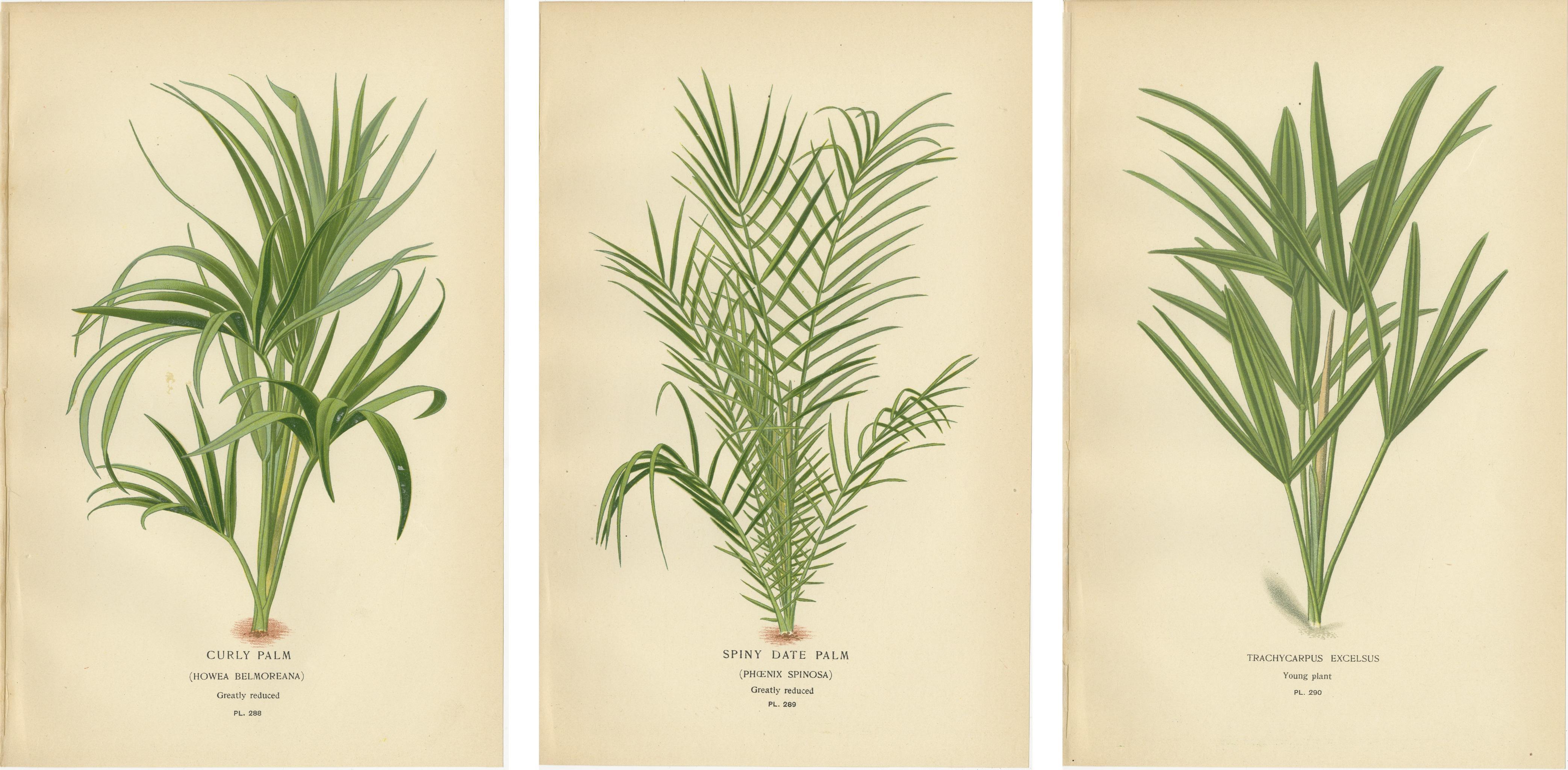 XIX secolo Stampe botaniche antiche di Palma riccia, Palma da dattero spinosa e Trachycarpus - 1897 ca. in vendita