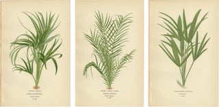 Antique Botanical Prints of Curly Palm, Spiny Date Palm & Trachycarpus, c.1897, view 5