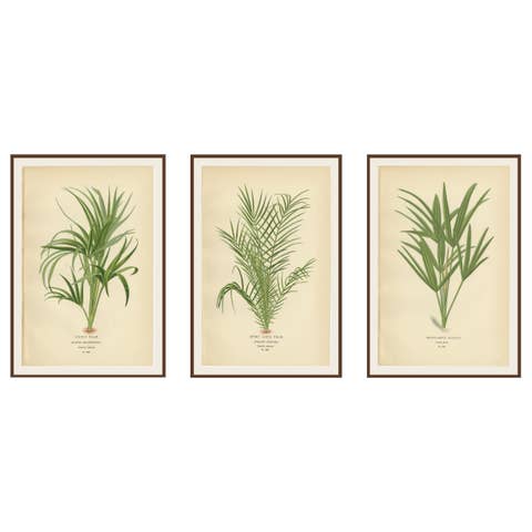 Antique Botanical Prints of Curly Palm, Spiny Date Palm & Trachycarpus – c.1897