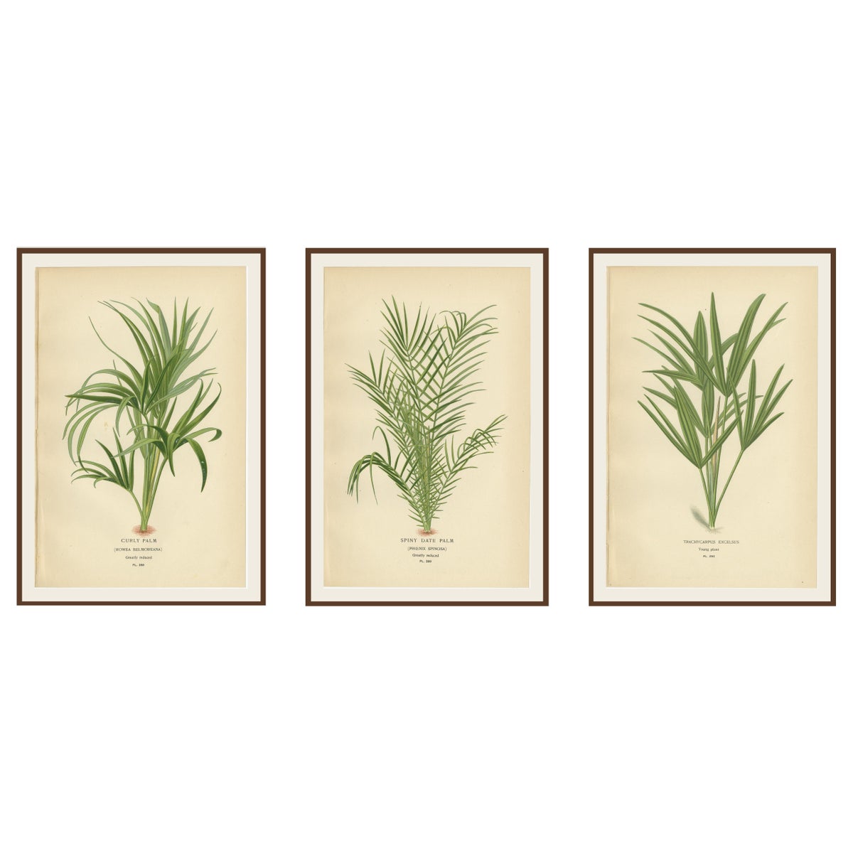 Antique Botanical Prints of Curly Palm, Spiny Date Palm & Trachycarpus, c.1897