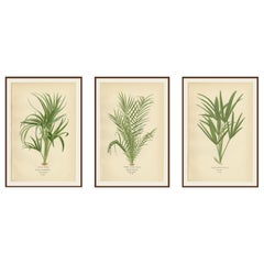 Stampe botaniche antiche di Palma riccia, Palma da dattero spinosa e Trachycarpus - 1897 ca.