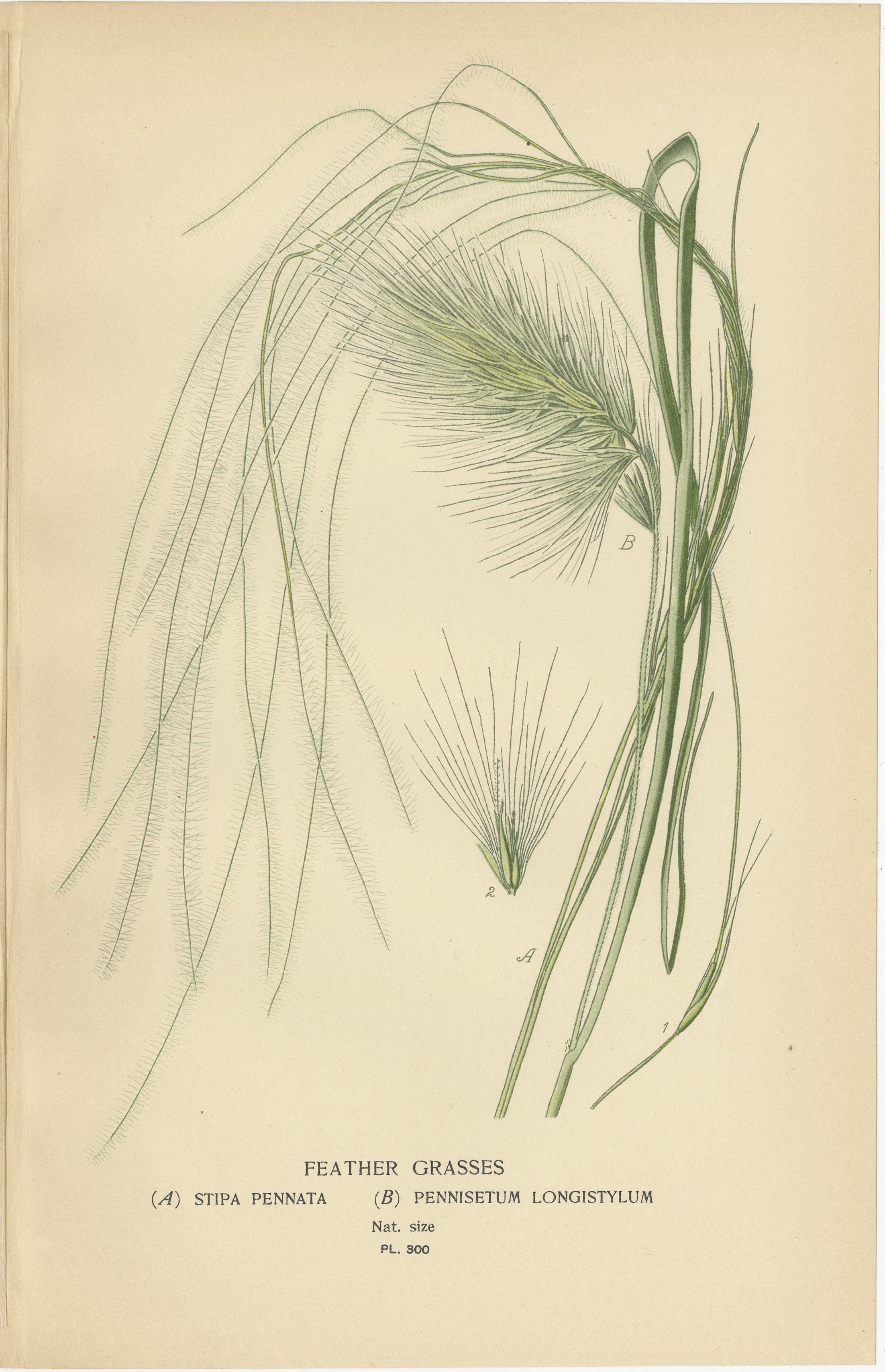 Titolo: Stampe botaniche antiche di piume, nastri e erbe tremule - C.C. 1897

Un affascinante set di tre antiche cromolitografie botaniche della fine del XIX secolo, che raffigurano eleganti erbe ornamentali con precisione scientifica e finezza
