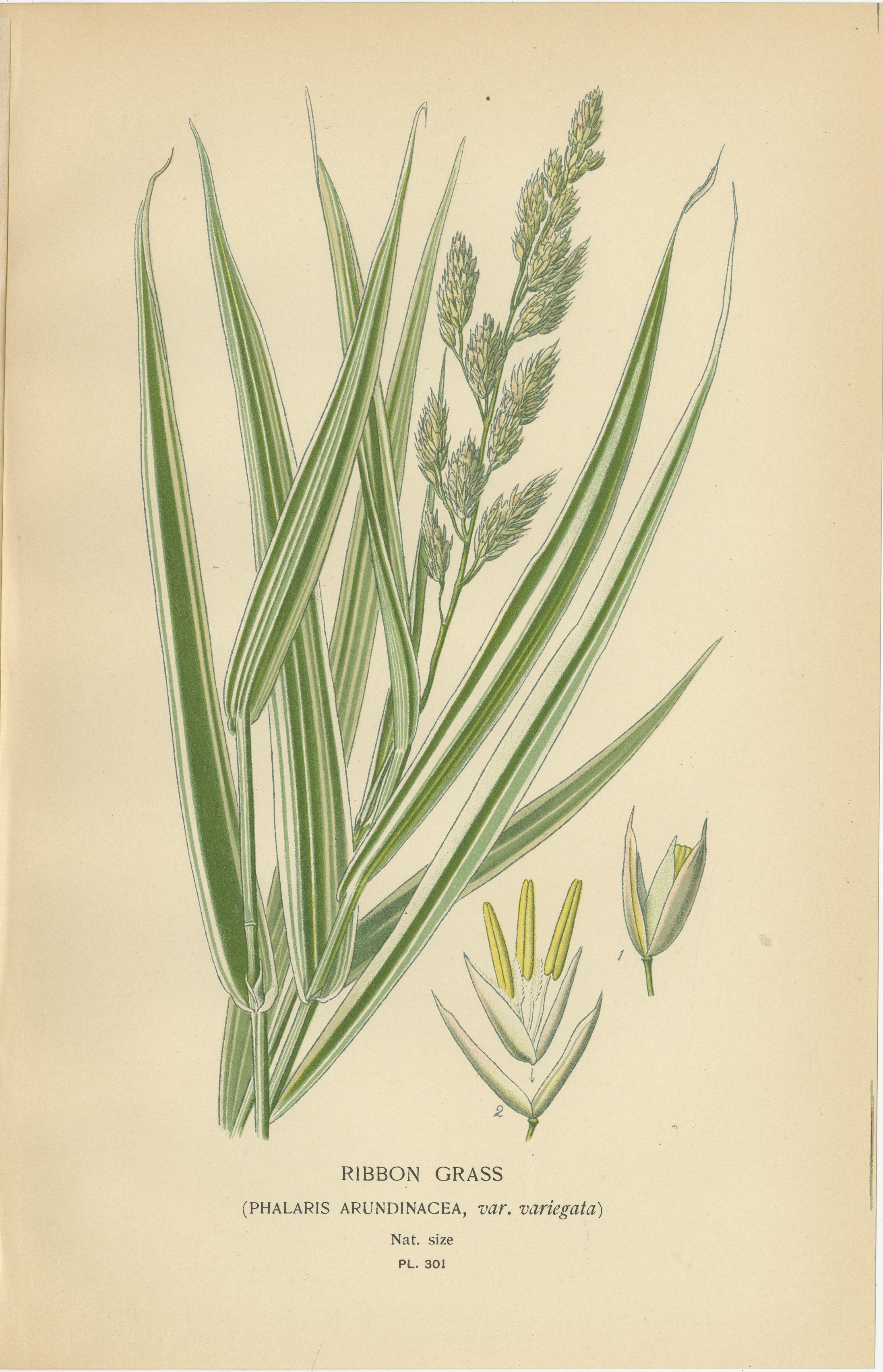 Inglese Stampe botaniche antiche di piume, nastri e erbe tremule - C.C. 1897 in vendita