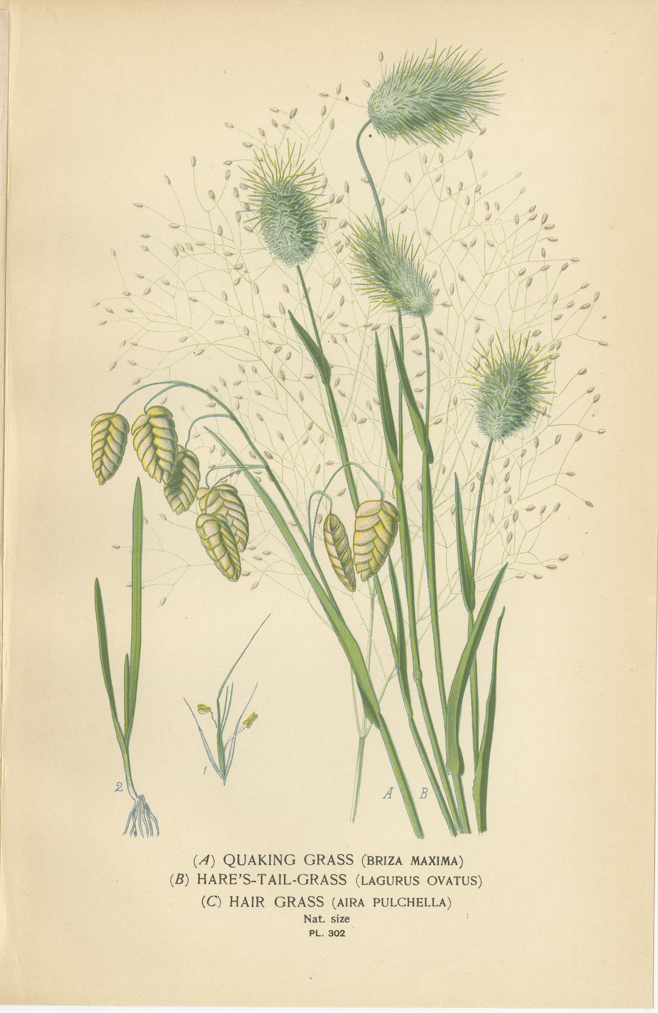 Stampe botaniche antiche di piume, nastri e erbe tremule - C.C. 1897 In condizioni buone in vendita a Langweer, NL