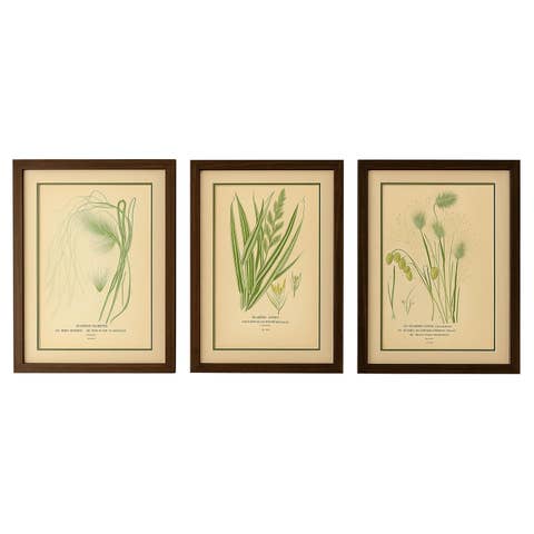 Antique Botanical Prints of Feather, Ribbon & Quaking Grasses – c.1897