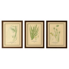 Stampe botaniche antiche di piume, nastri e erbe tremule - C.C. 1897