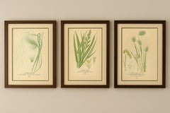 Antike botanische Drucke von Federn, Bändern und quakenden Gräsern - ca. 1897