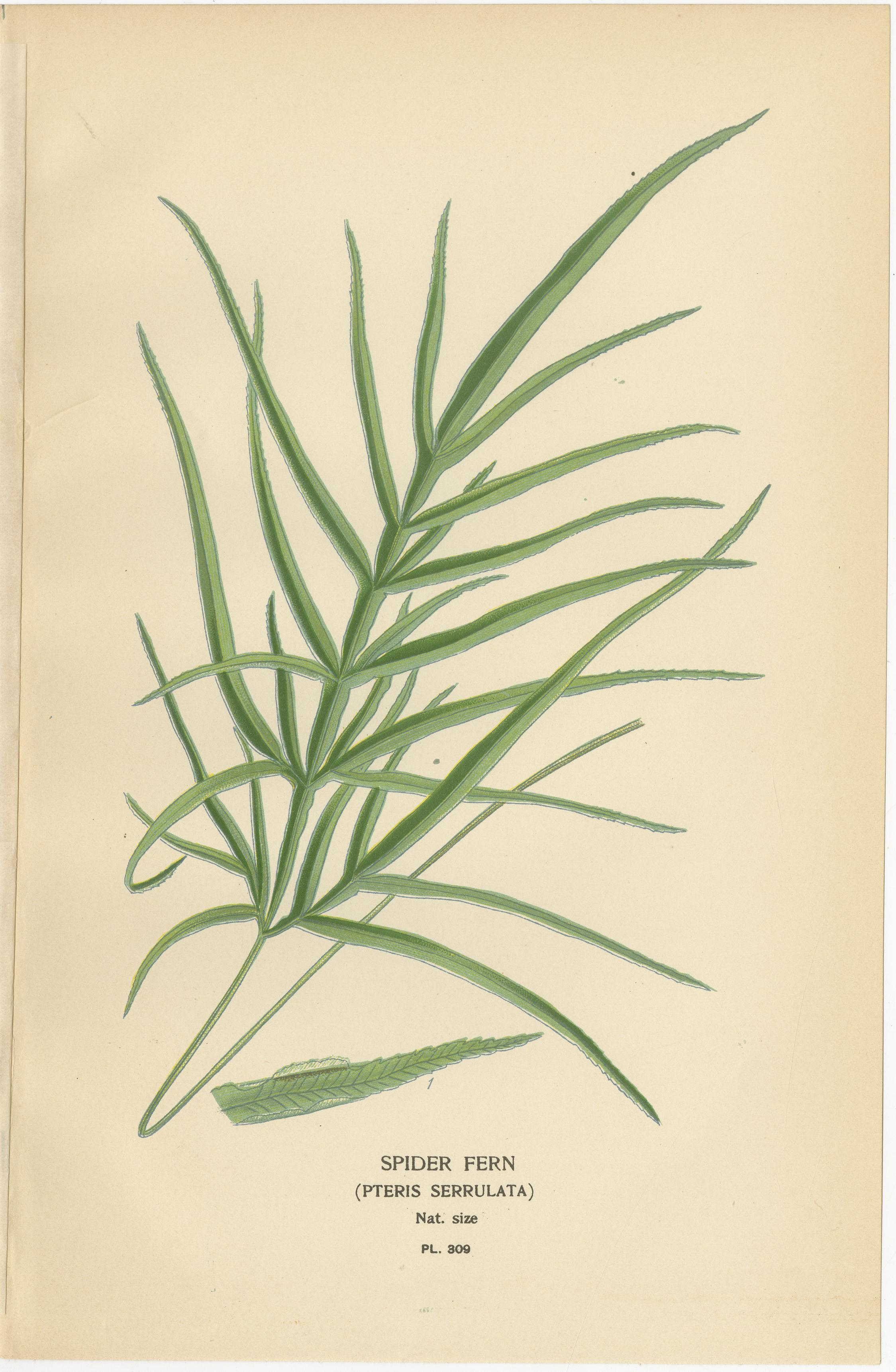 Antike botanische Drucke von Straußenfarn, Pteris und Spinnenfarn, 1897

Dieser schöne Satz von drei Original-Chromolithographien, der 1897 in Favourite Flowers of Garden and Greenhouse von Edward Step veröffentlicht wurde, zeigt eine raffinierte