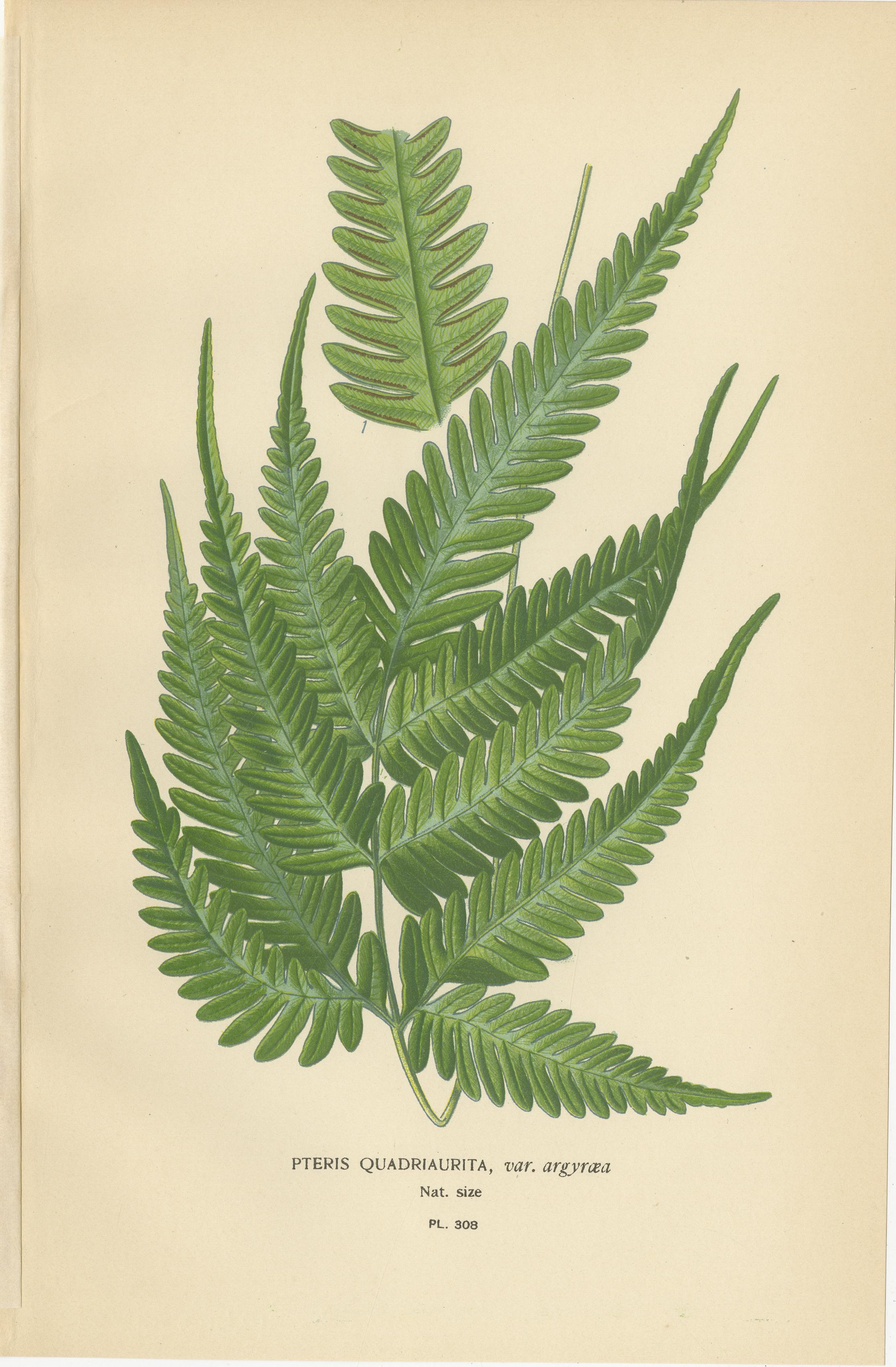 Antike botanische Drucke von Straußenfarn, Pteris und Spinnenfarn, 1897 (Englisch) im Angebot
