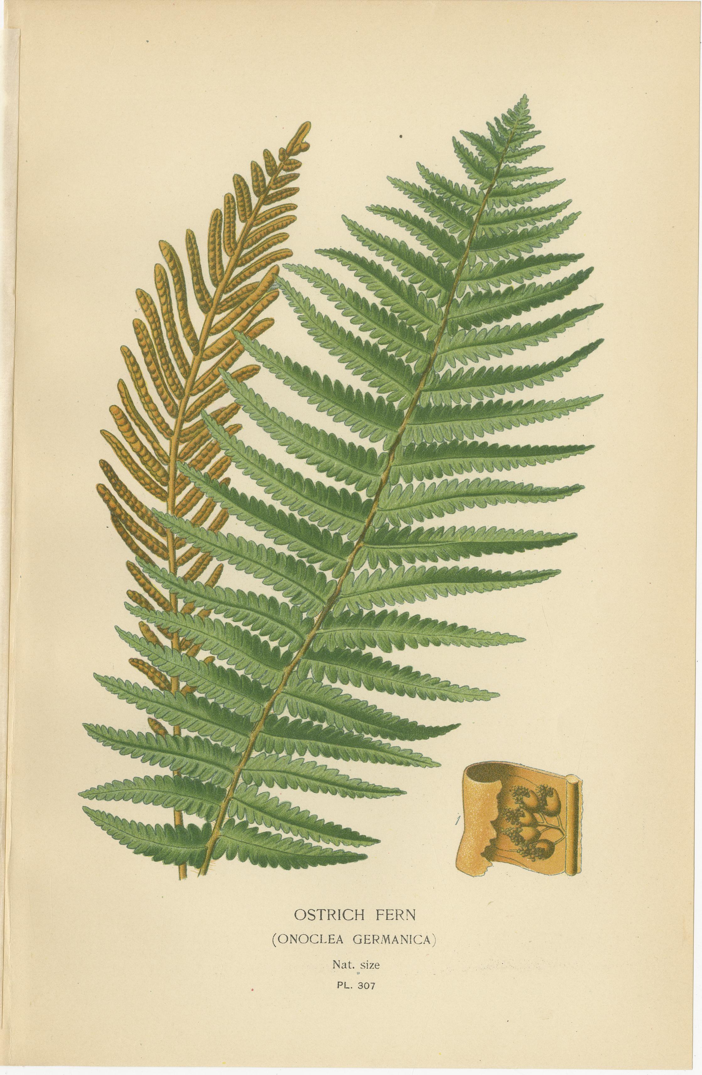 Antike botanische Drucke von Straußenfarn, Pteris und Spinnenfarn, 1897 im Zustand „Gut“ im Angebot in Langweer, NL