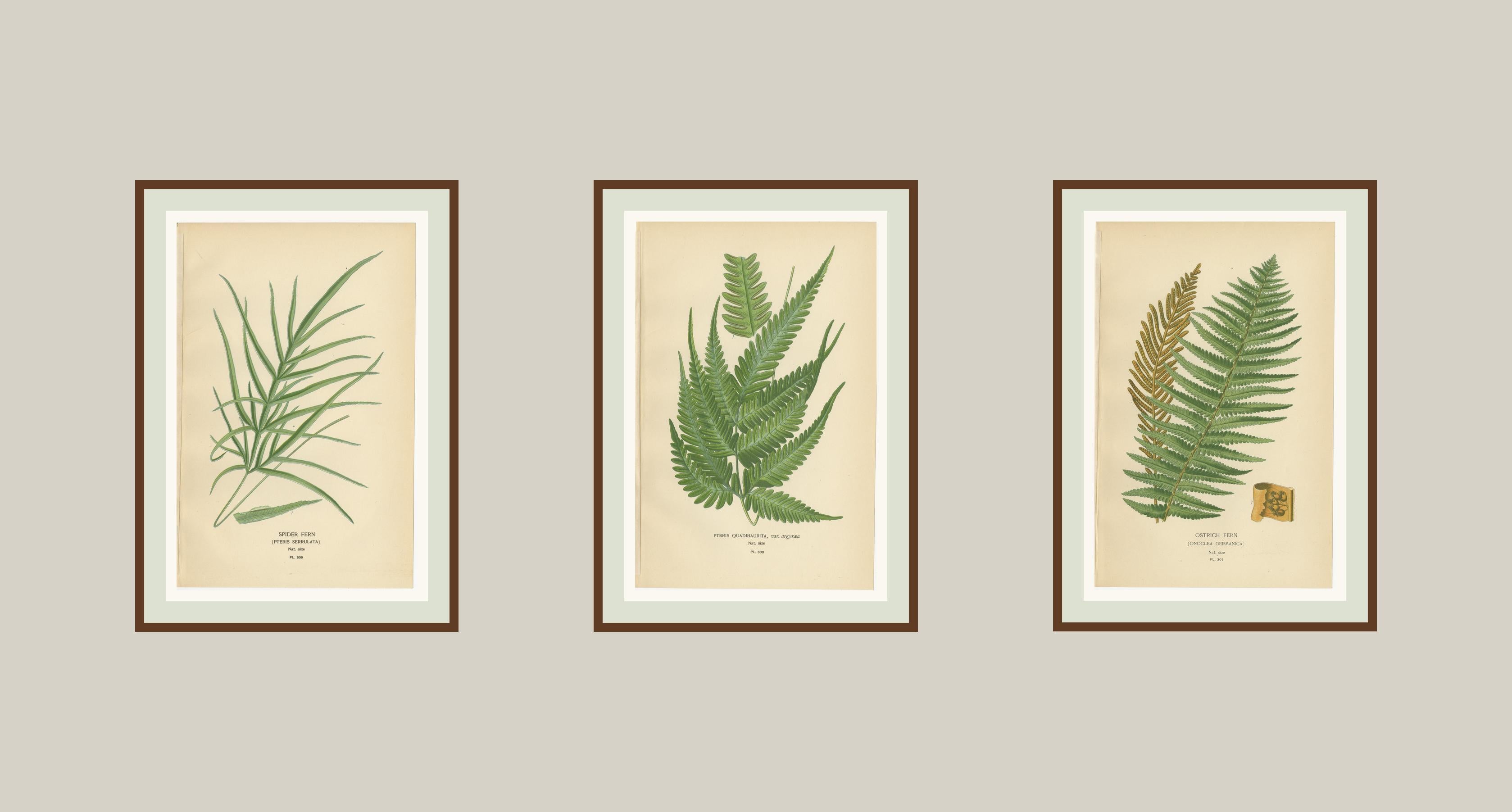 Antike botanische Drucke von Straußenfarn, Pteris und Spinnenfarn, 1897 (19. Jahrhundert) im Angebot