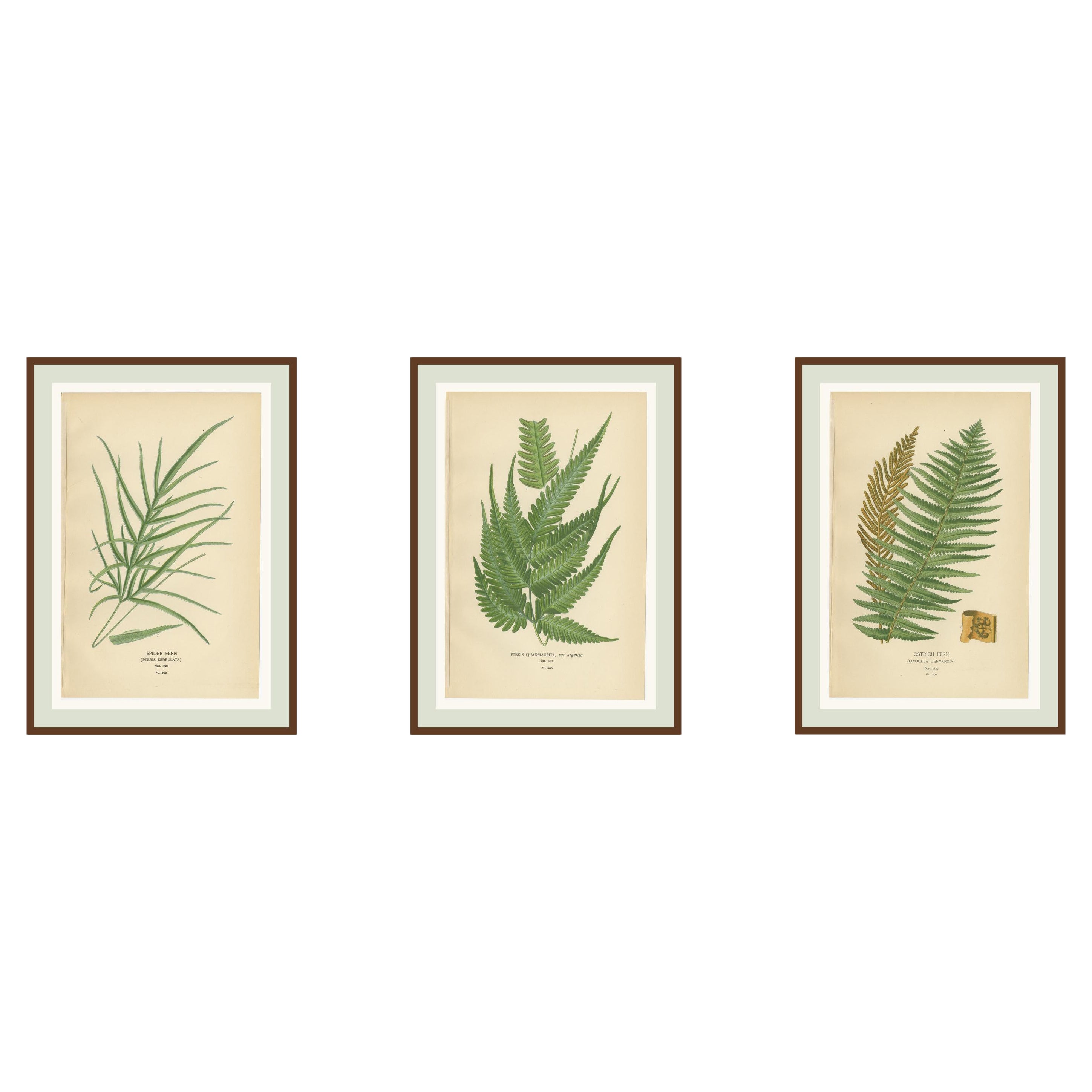 Stampe botaniche antiche di Felce di struzzo, Pteris e Felce ragno, 1897