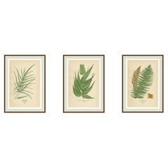 Stampe botaniche antiche di Felce di struzzo, Pteris e Felce ragno, 1897