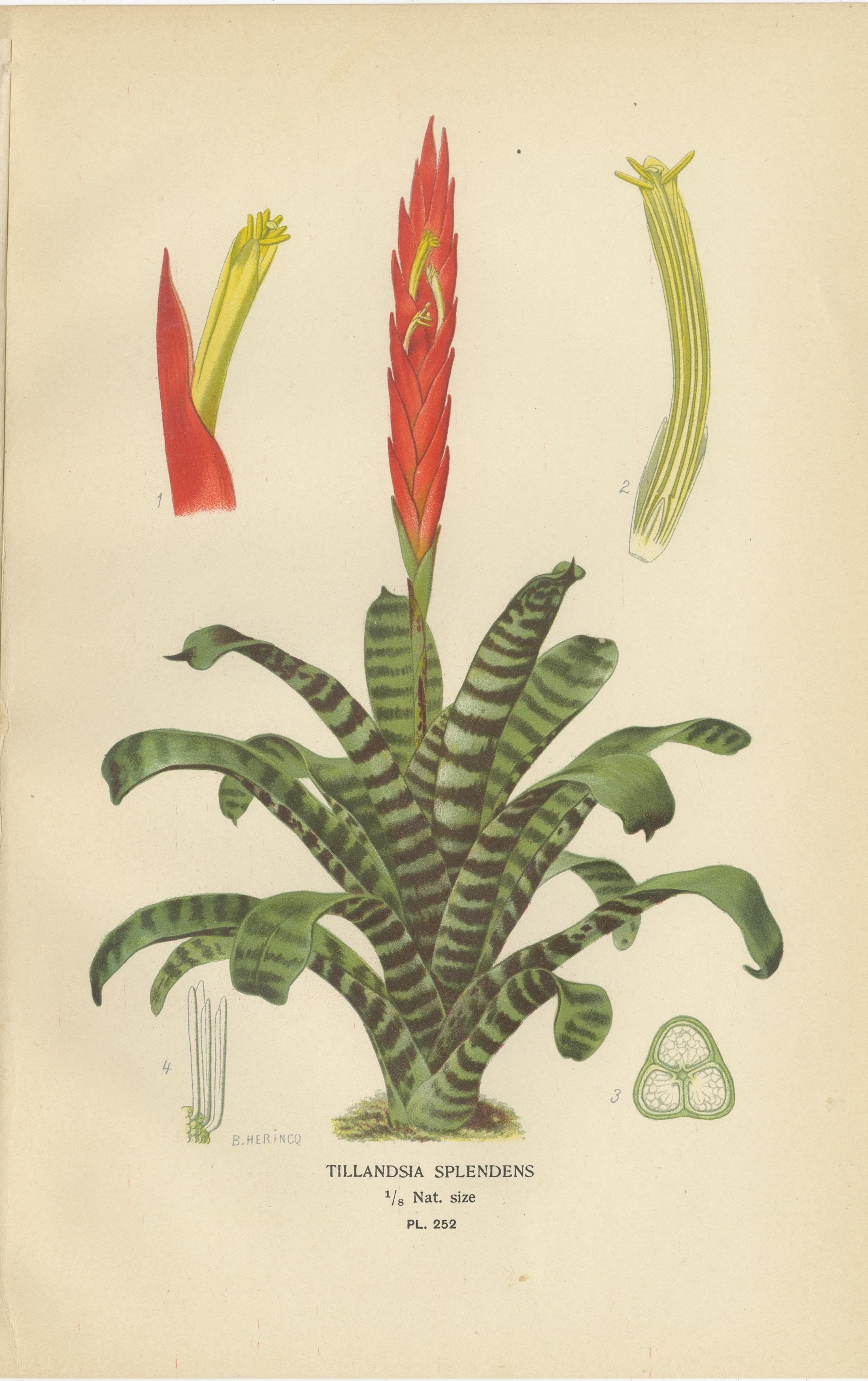 Antike botanische Drucke von Tillandsien und Schwertlilien - Satz von drei, 1897

Ein auffälliger Satz von drei antiken botanischen Chromolithographien aus Favourite Flowers of Garden and Greenhouse von Edward Step, veröffentlicht 1897. Diese fein