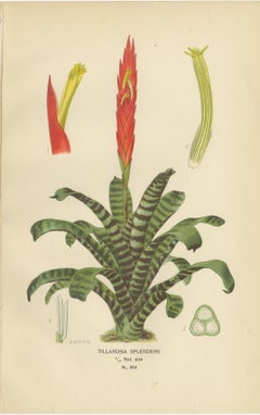 Antique Botanical Prints of Tillandsia and Irises – Set of Three, 1897