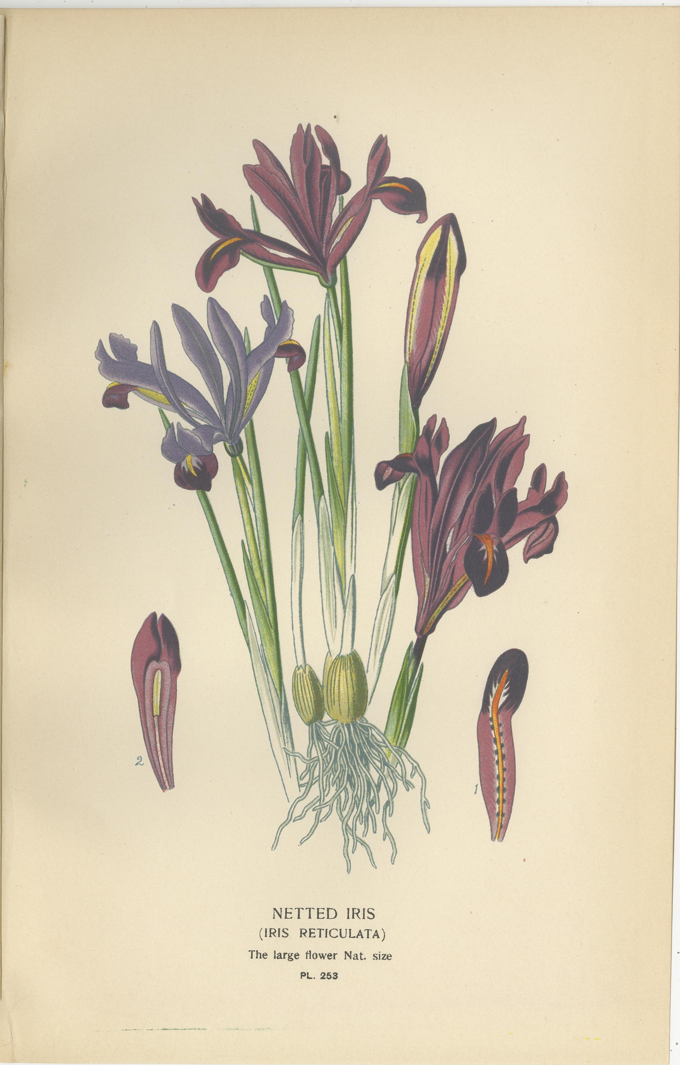 Antike botanische Drucke von Tillandsien und Schwertlilien - Satz von drei, 1897 (Englisch) im Angebot