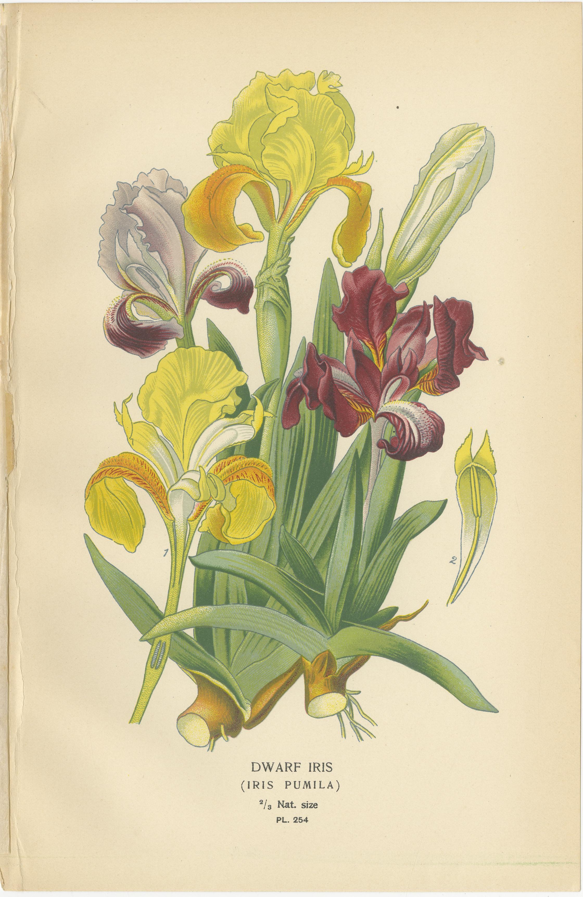 Antike botanische Drucke von Tillandsien und Schwertlilien - Satz von drei, 1897 im Zustand „Gut“ im Angebot in Langweer, NL