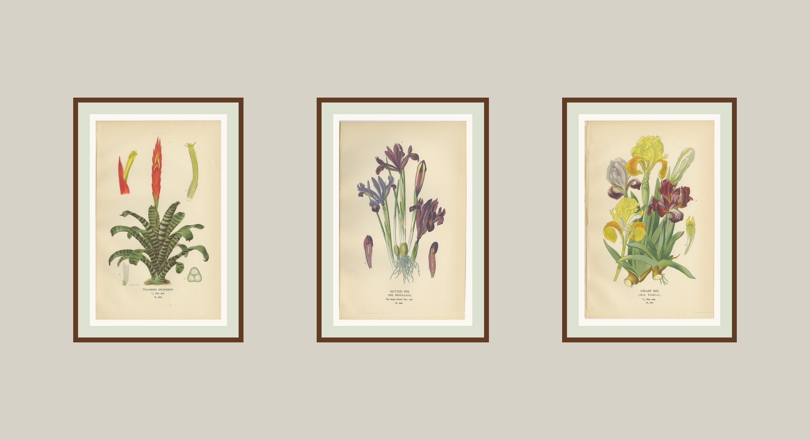 Antike botanische Drucke von Tillandsien und Schwertlilien - Satz von drei, 1897 (19. Jahrhundert) im Angebot