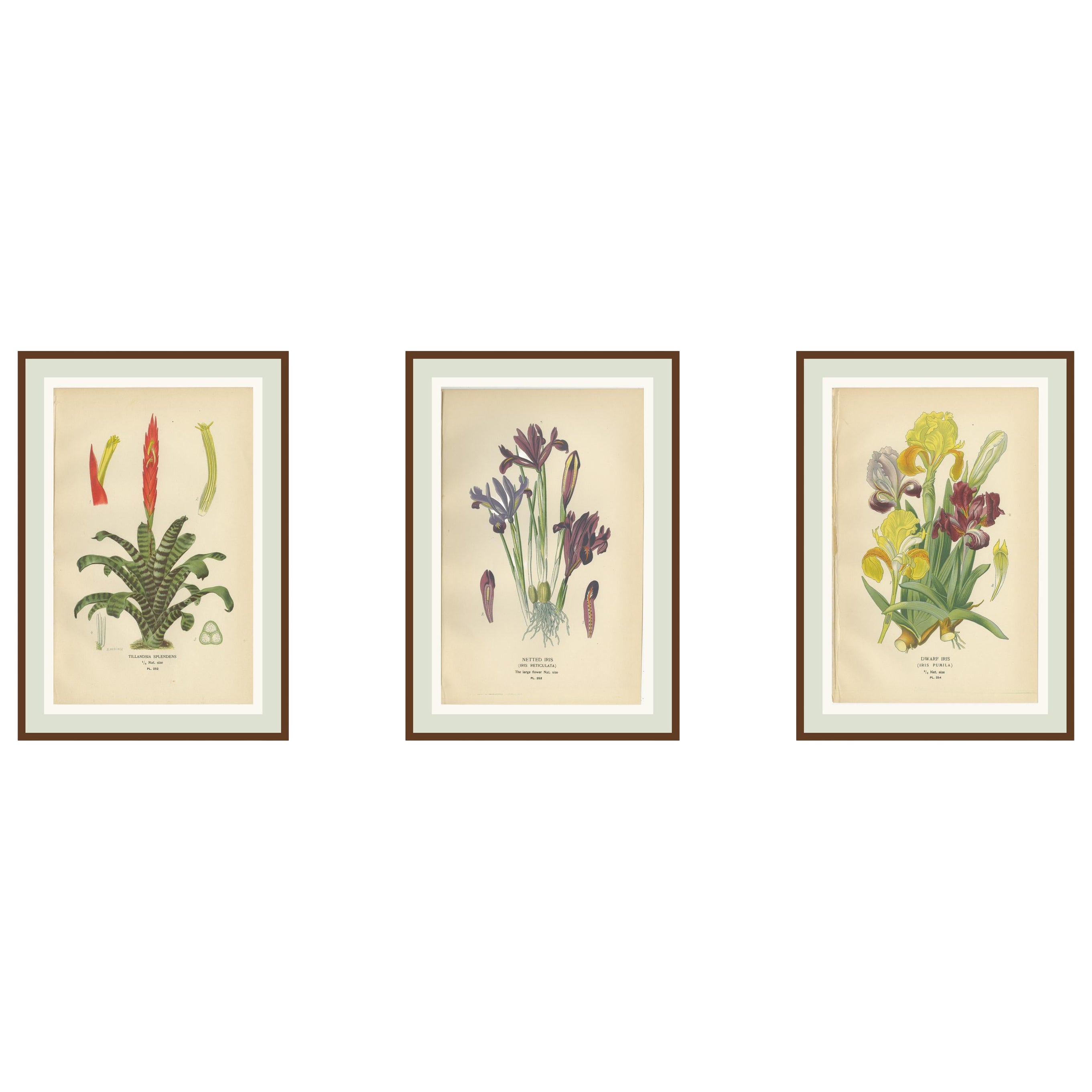 Stampe botaniche antiche di Tillandsia e Iris - Set di tre, 1897