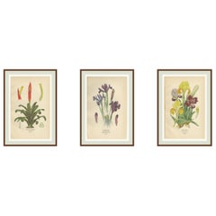 Antike botanische Drucke von Tillandsien und Schwertlilien - Satz von drei, 1897