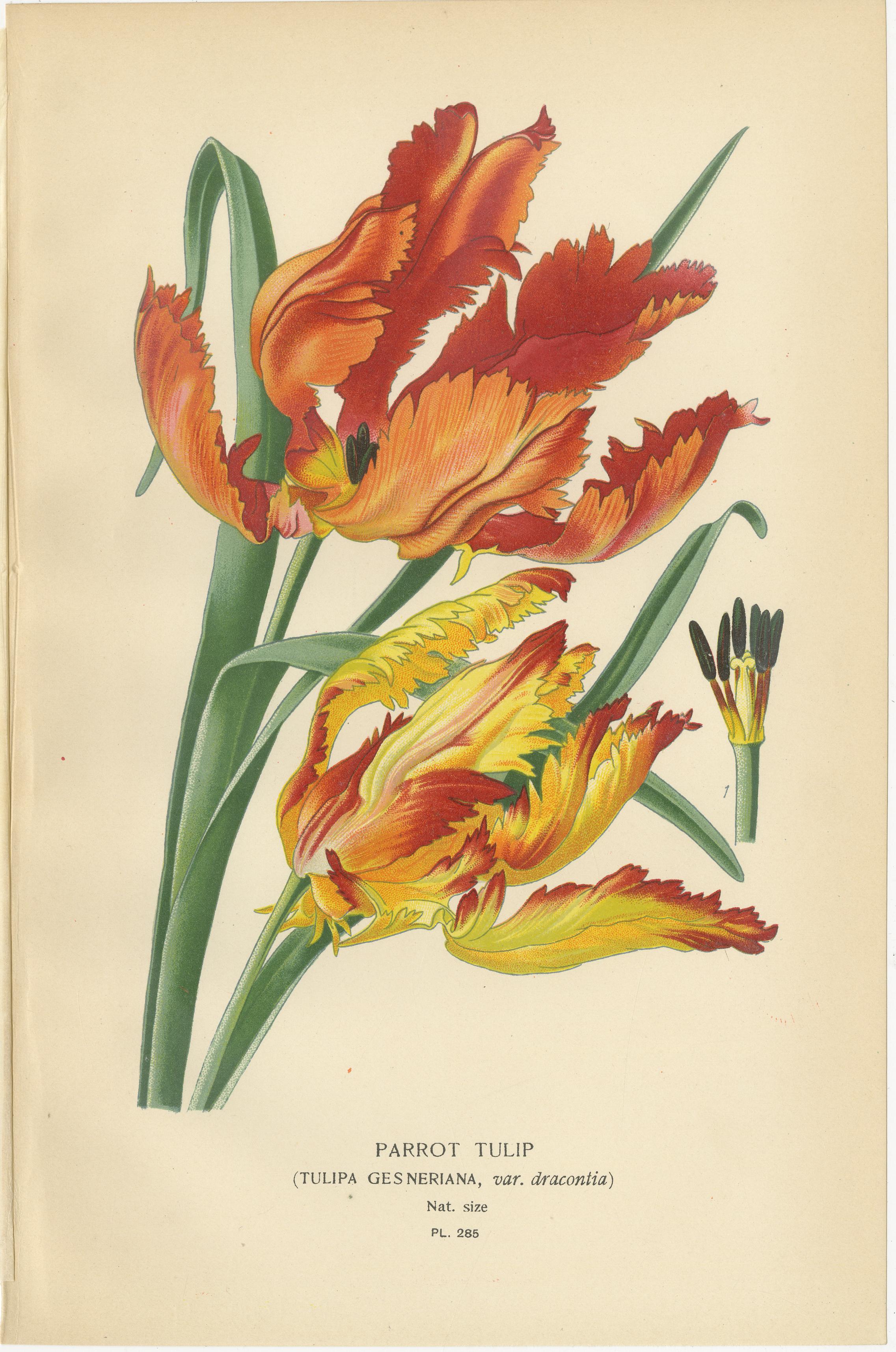 Stampe botaniche antiche di tulipani e giacinti d'acqua - Set di tre, 1890 ca.

Questo bellissimo set di tre antiche cromolitografie botaniche cattura l'eleganza dei tulipani e il carattere esotico del giacinto d'acqua. La prima stampa presenta il